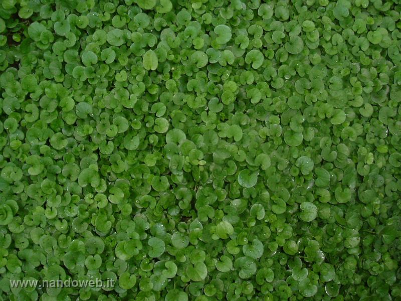 Dicondra quando seminare